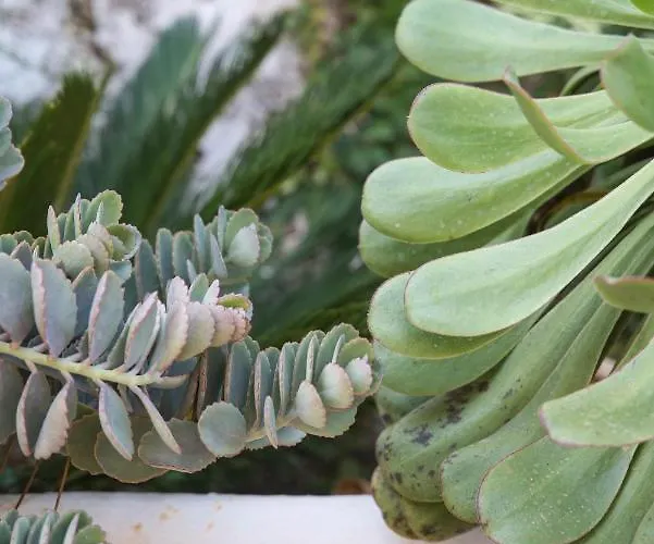 Superior G: Private Pool & Concierge Apartament *