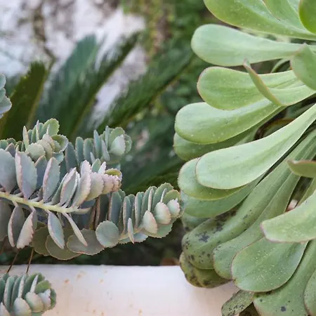 Superior G: Private Pool & Concierge Apartmán *